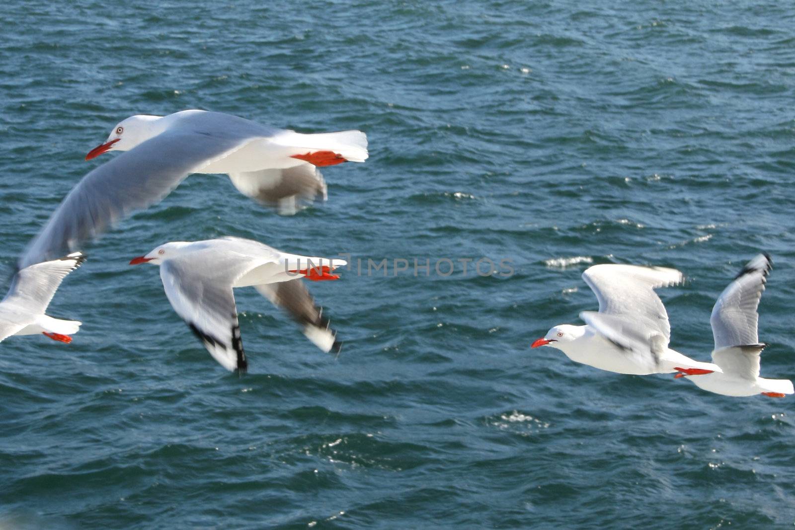 Australian seagulls flying above the ocean