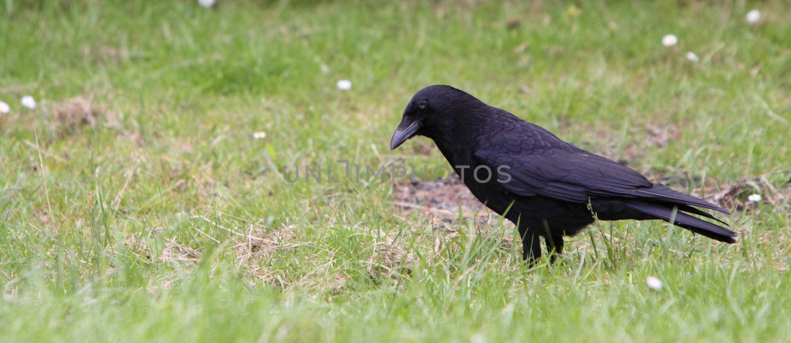 Crow  by mitzy