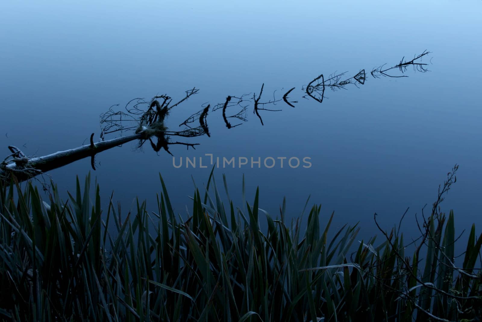 A reflection in Lake Matheson, NZ