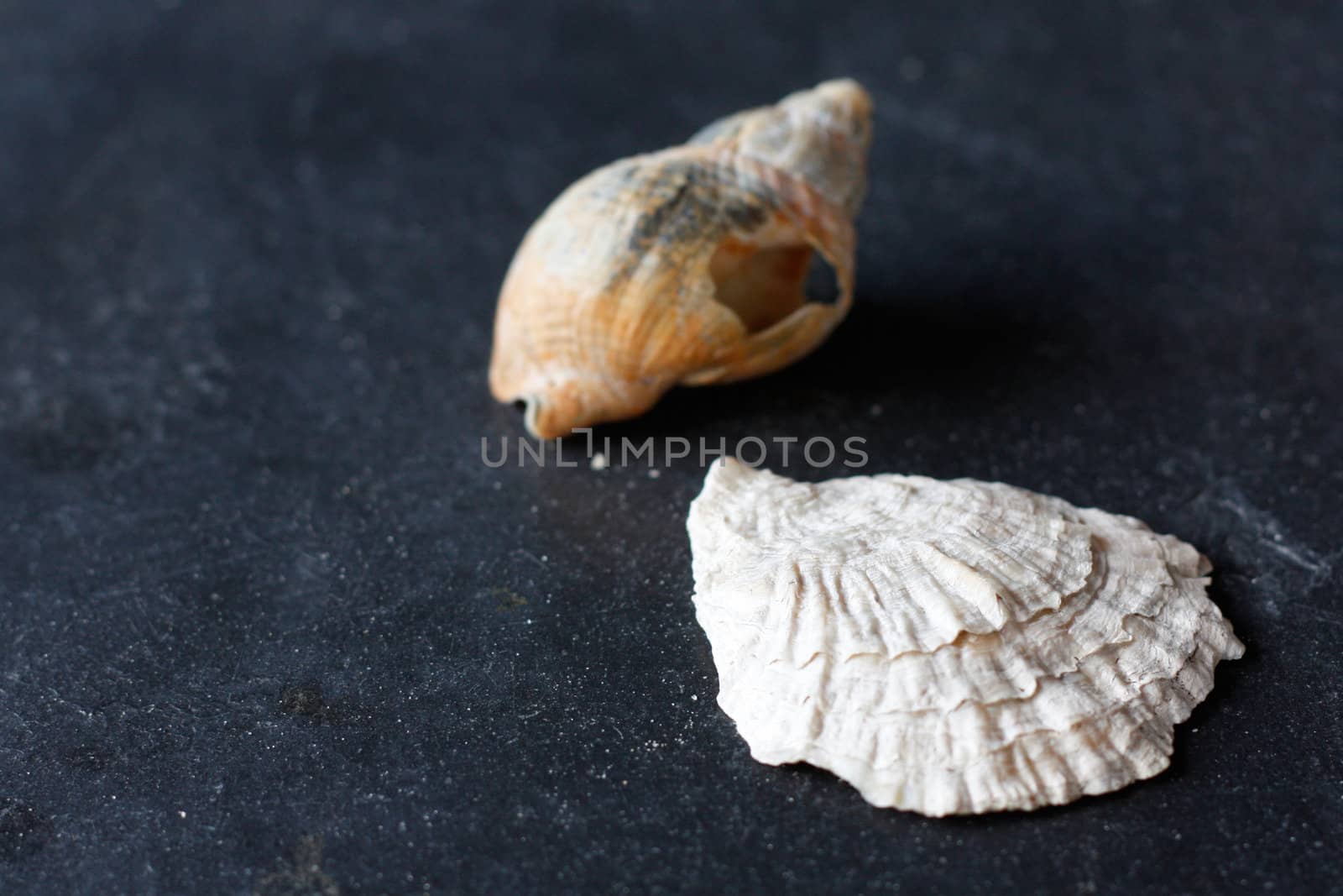 Beautiful seashells