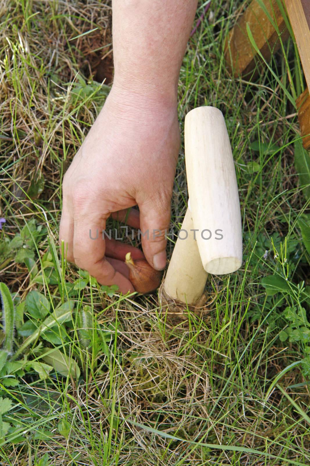 Female hand setting a bulb into soil