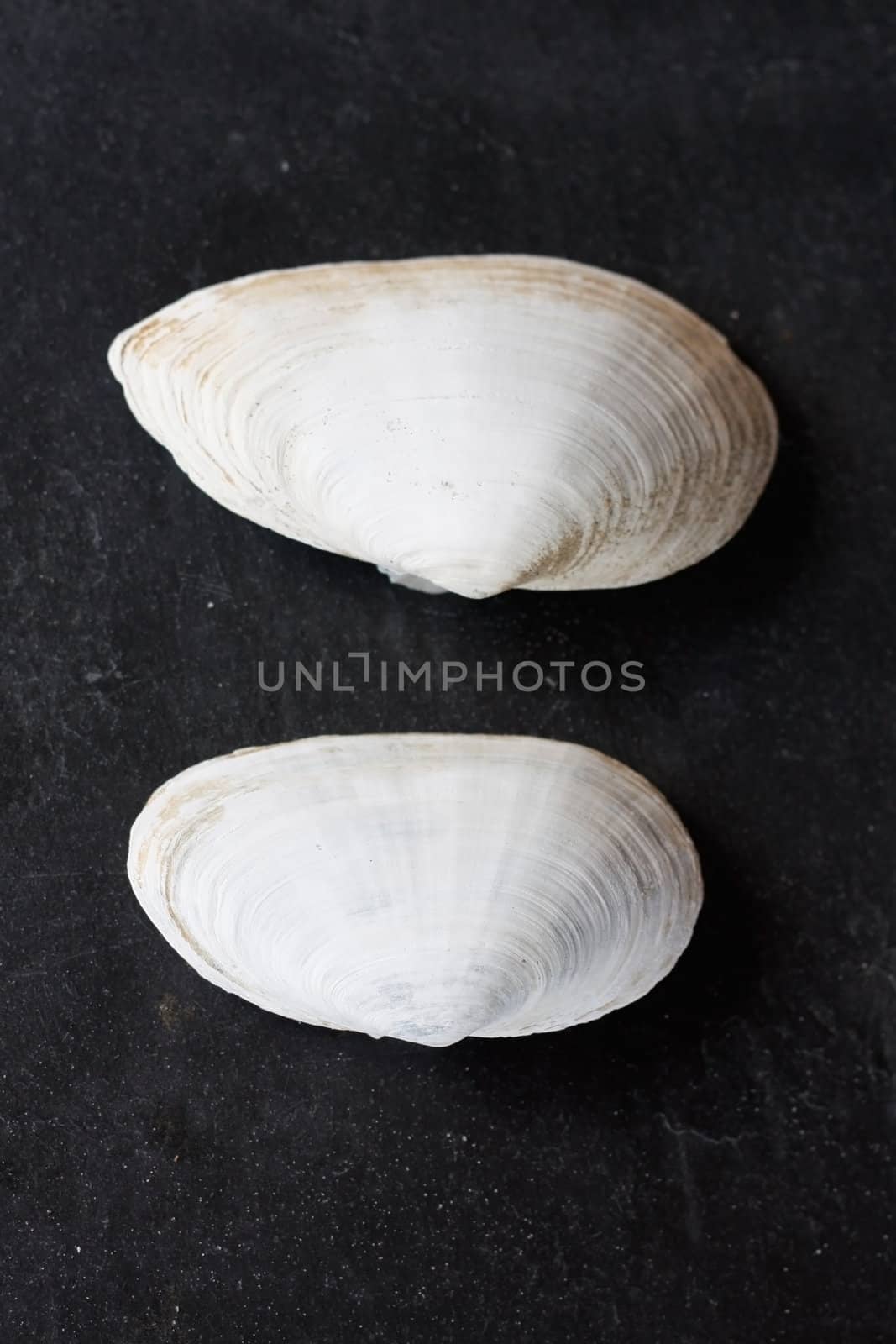 Seashells by leeser