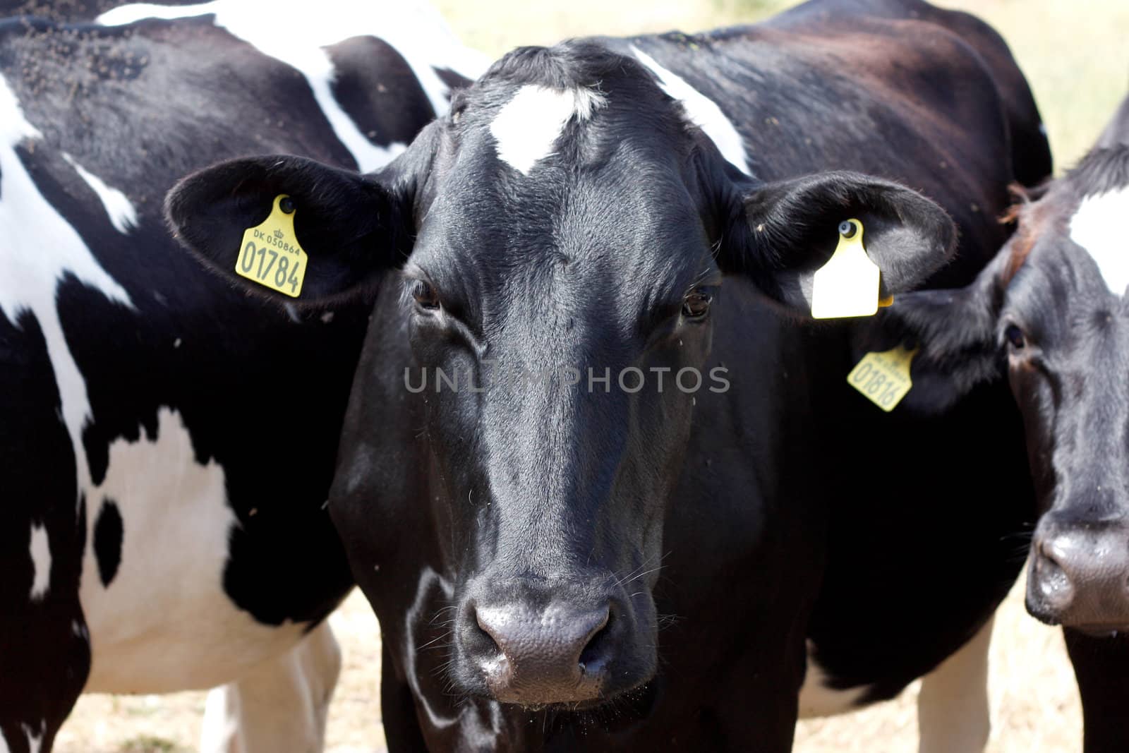 Cow by leeser