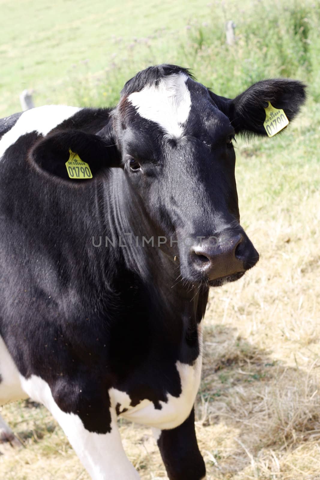 A cow looking into the camera