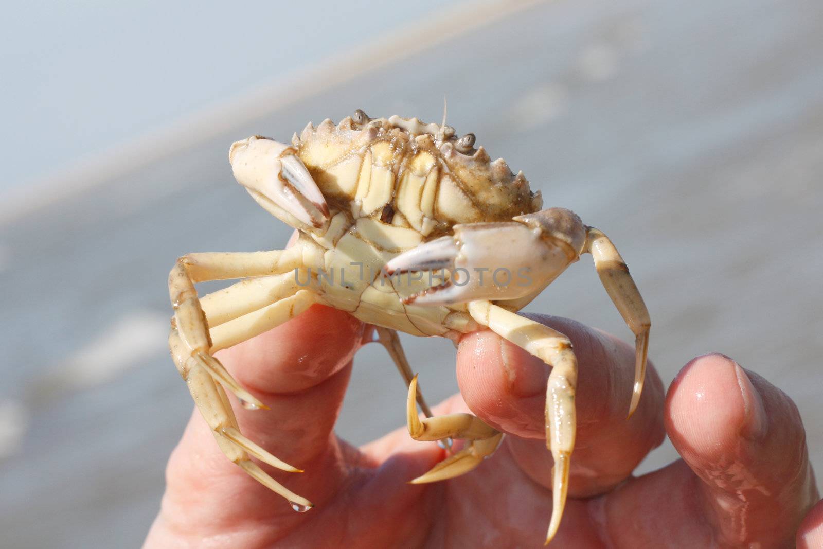 Hand holding crab