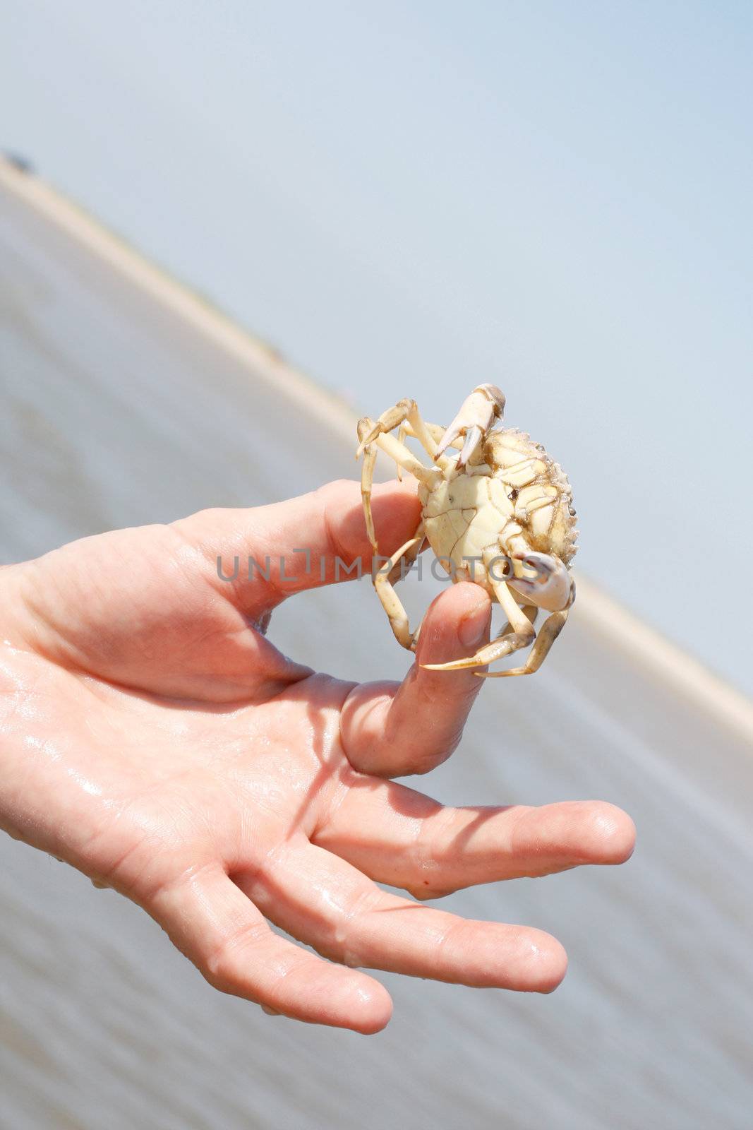 Crab by leeser