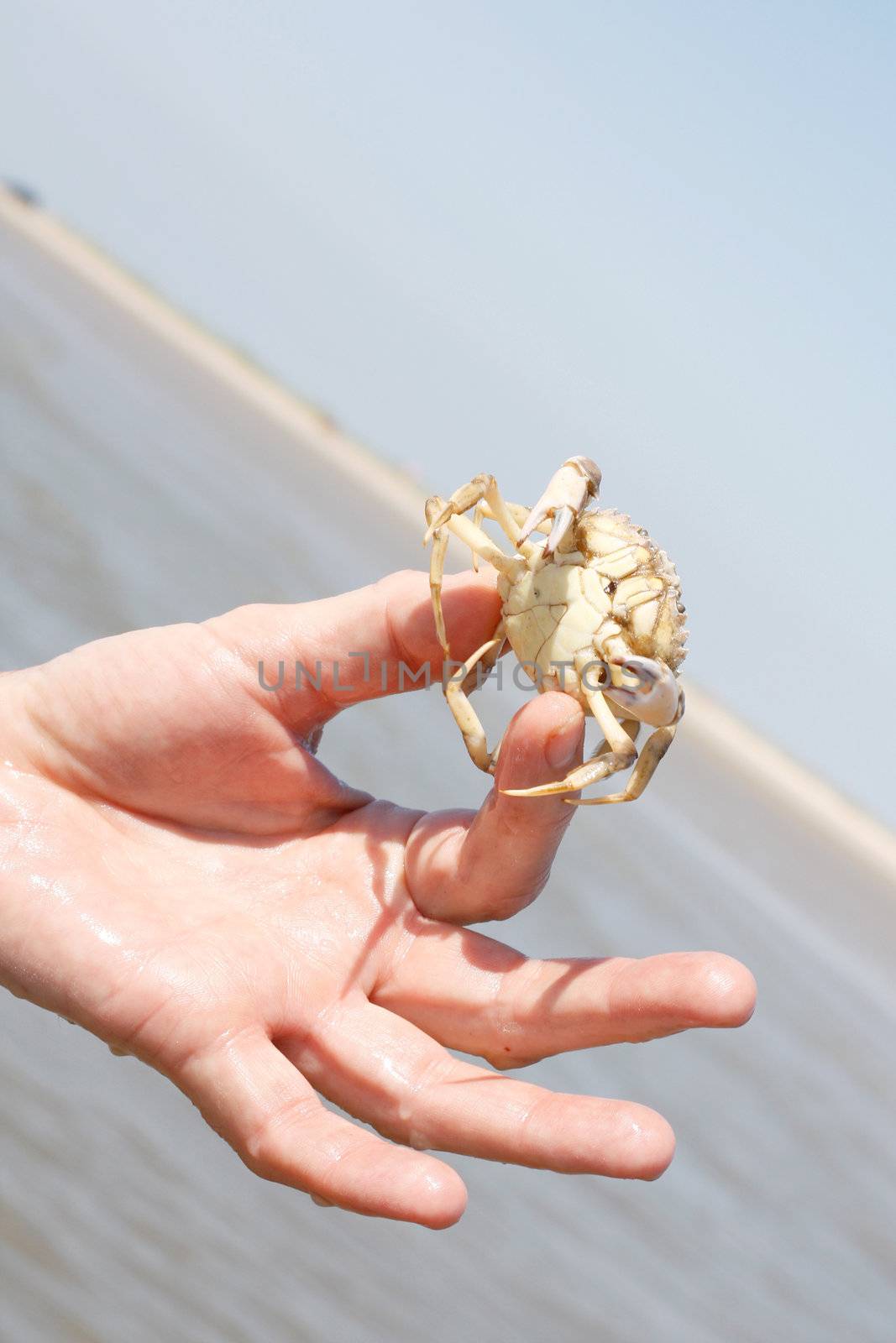 Hand holding crab