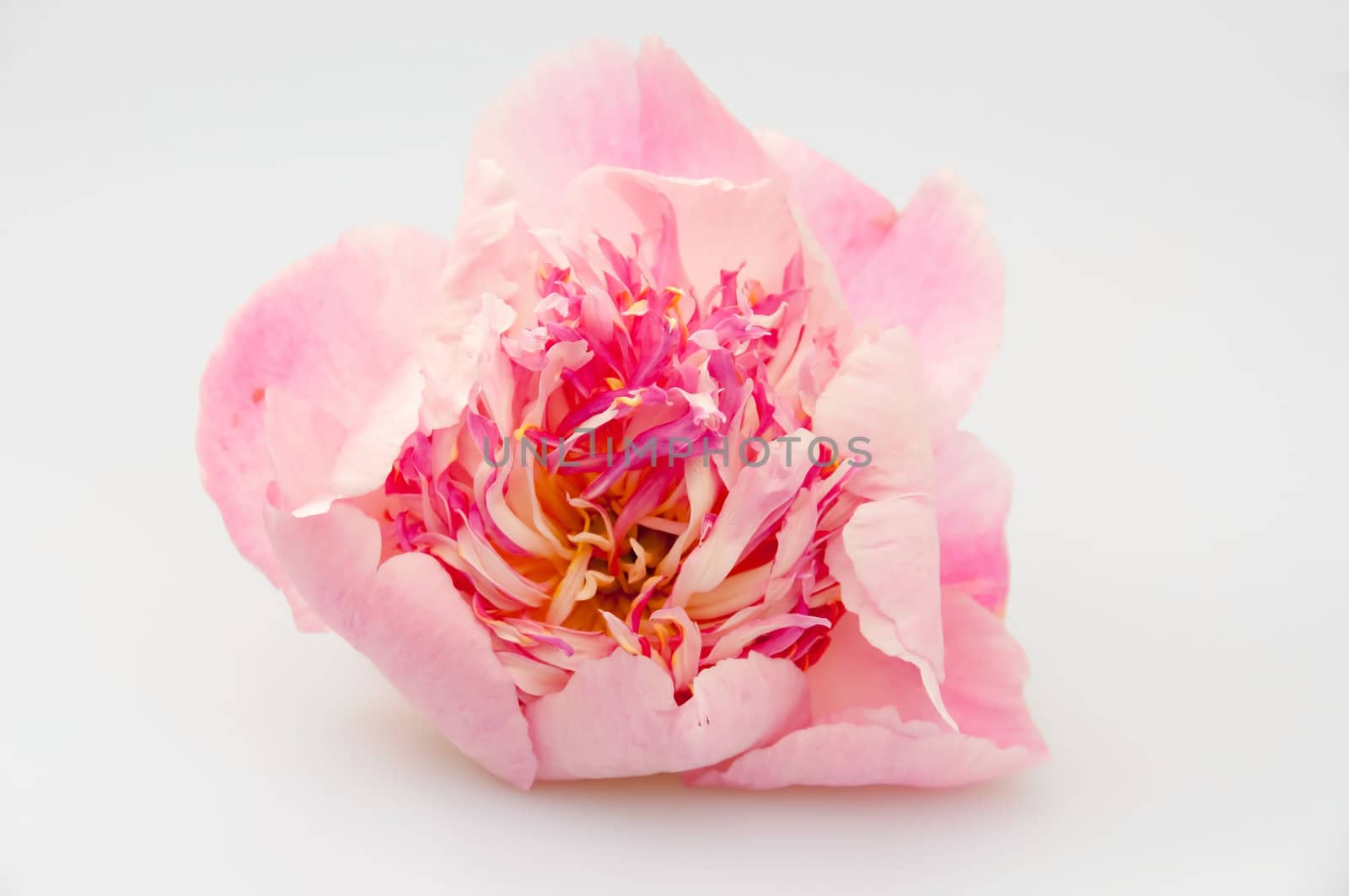 Pink peony by GryT