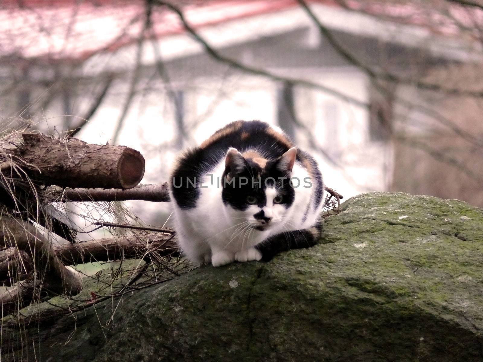 portrait of forrest cat observing something and a house in the background