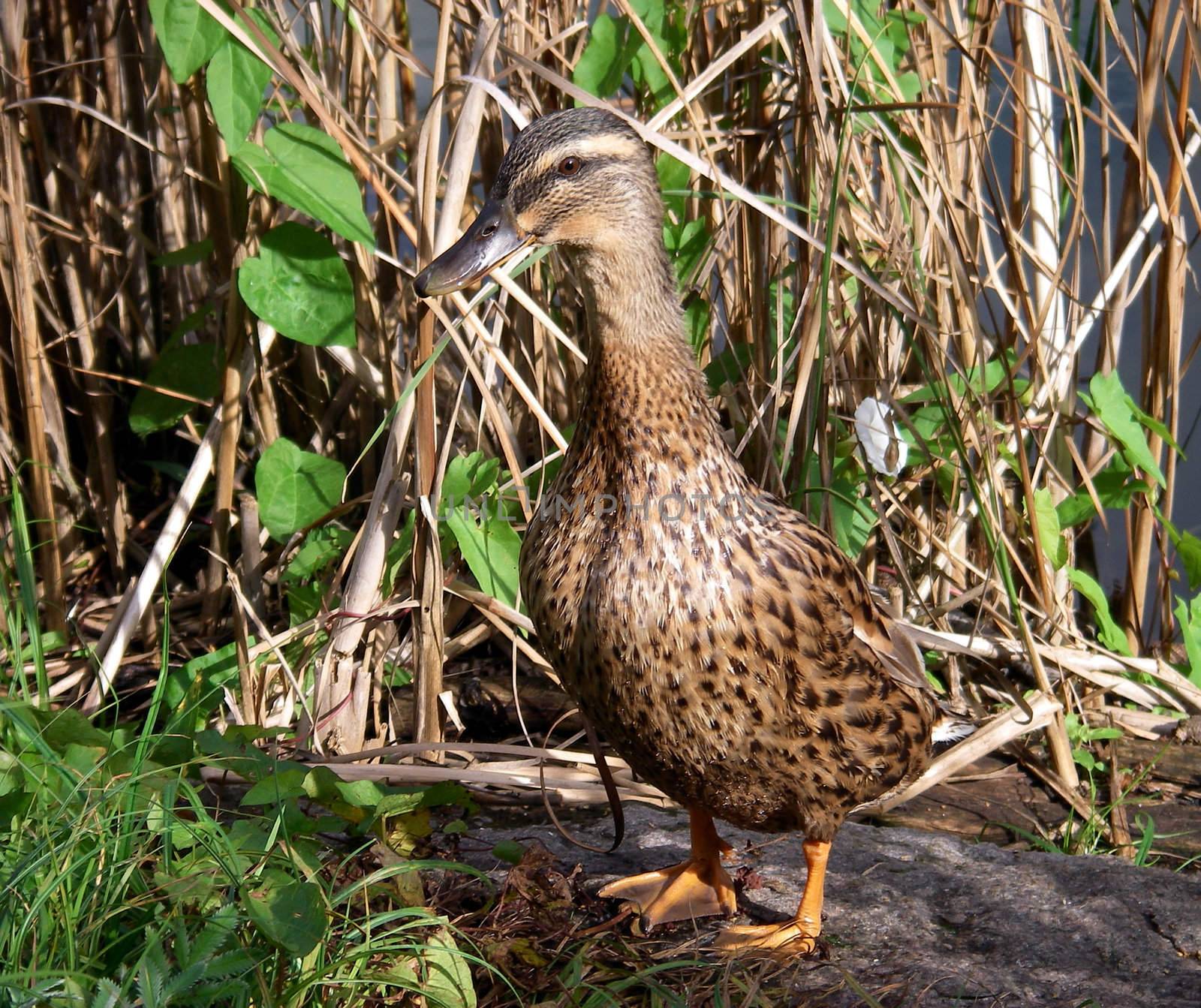 portrait of female mallard duck stretching neck