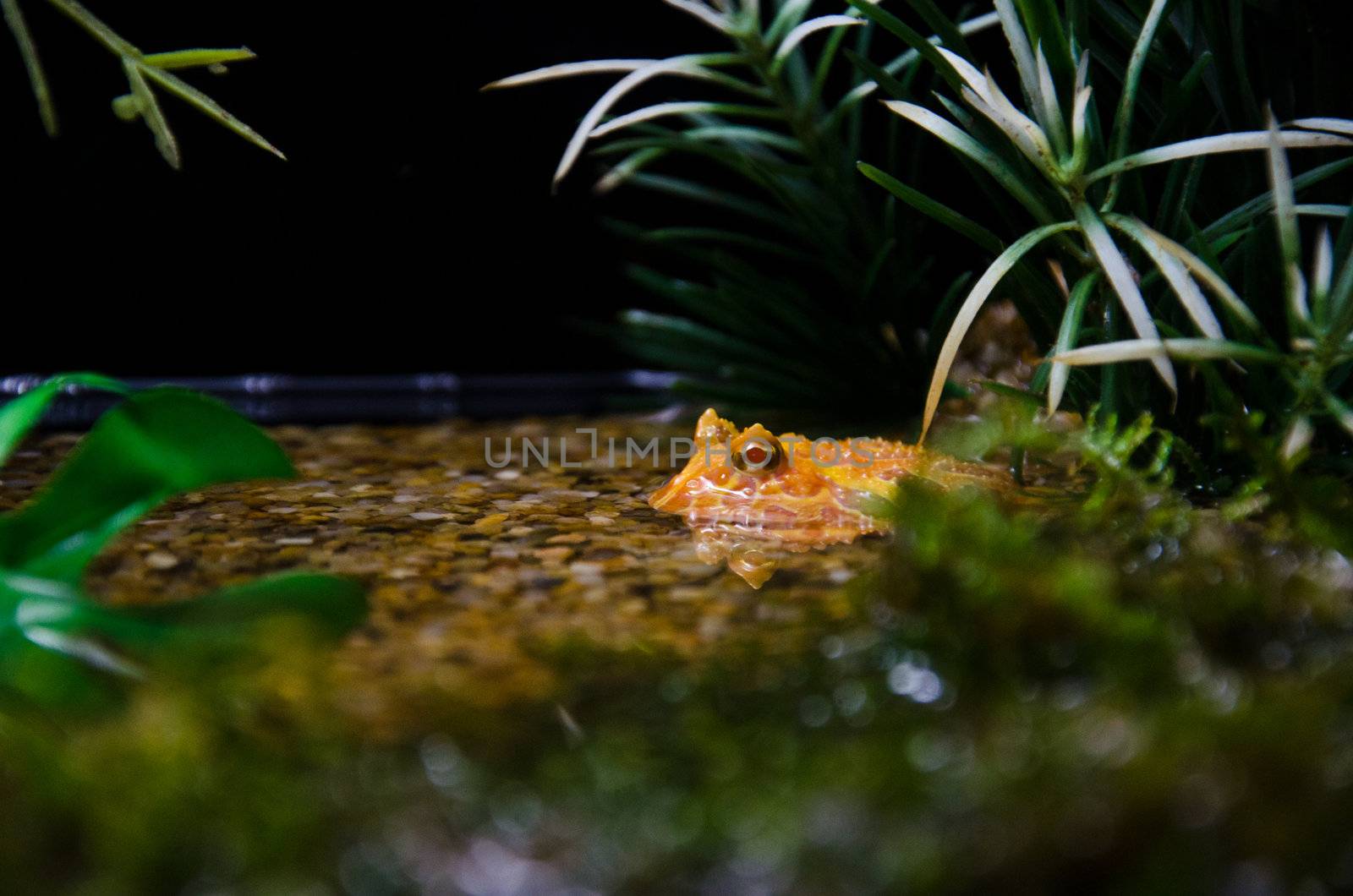 Toad in the pond by chatchai