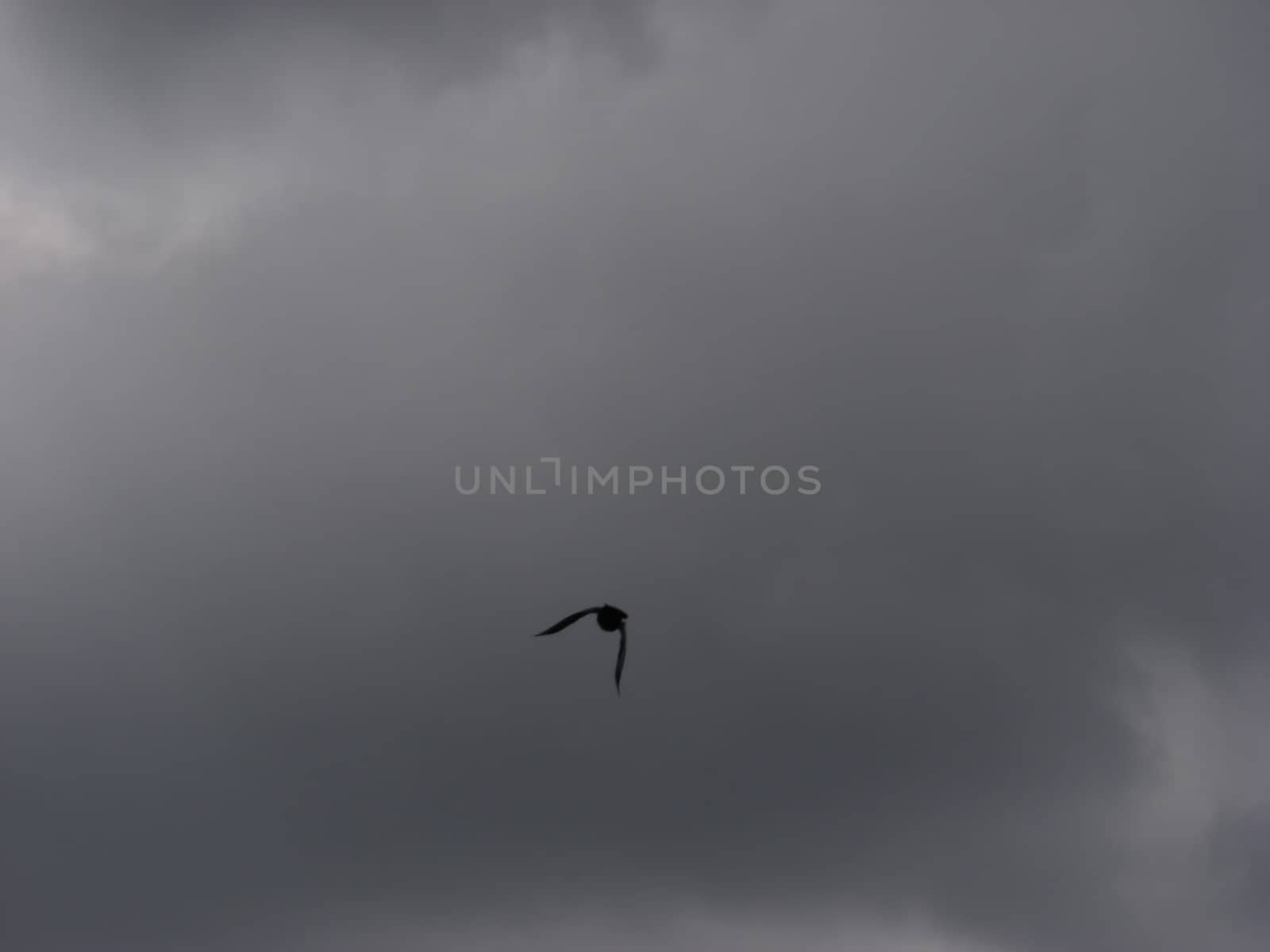 Bird flying in the rain