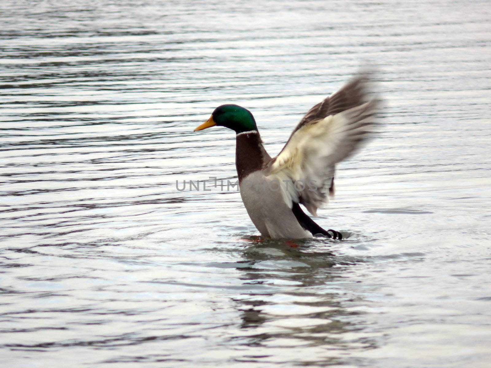 portrait of mallard duck flapping wings in calm water