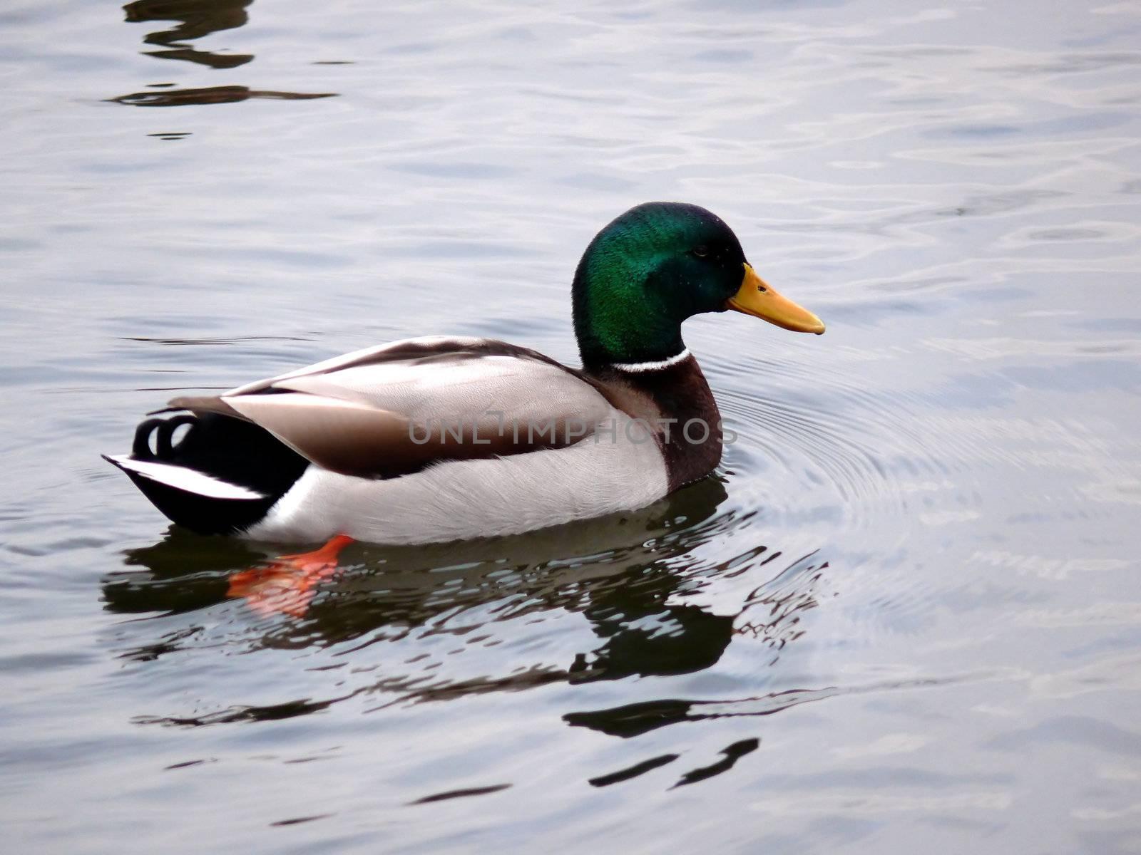 portrait of male mallard duck in calm ocean