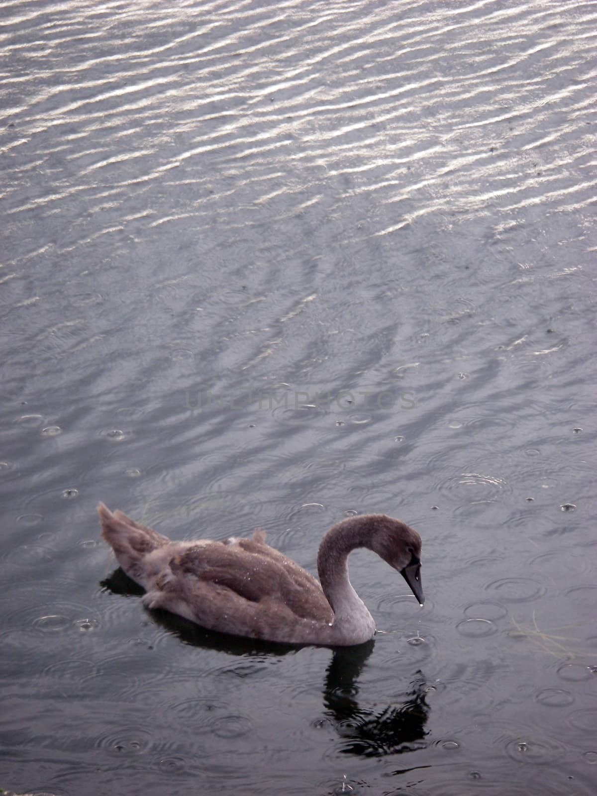 portrait of young swan in ocean