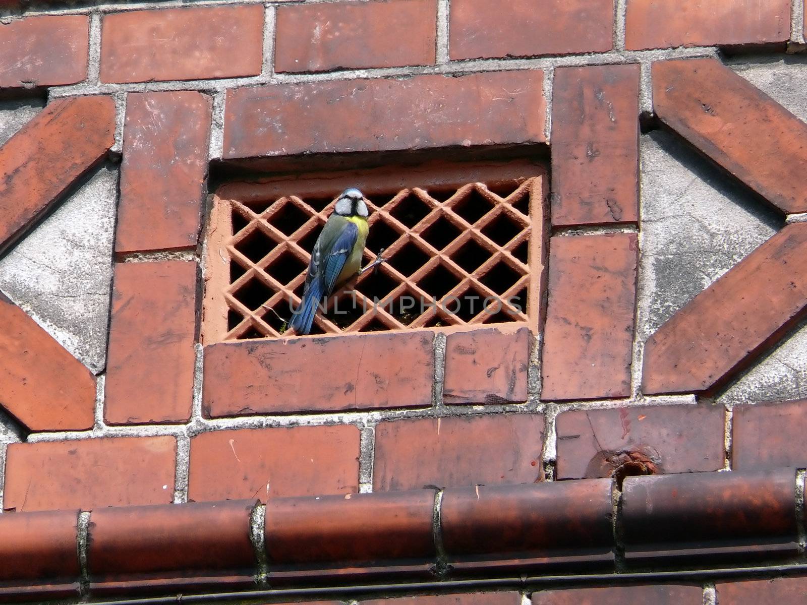 portrait of blue tit bird (Parus caeruleus or Cyanistes caeruleus) in ventilation hole