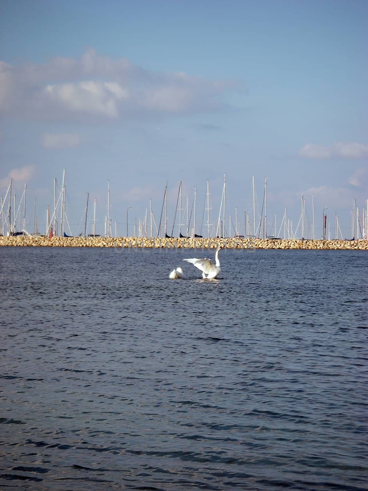 portrait of swan flapping wings on summerday in marina
