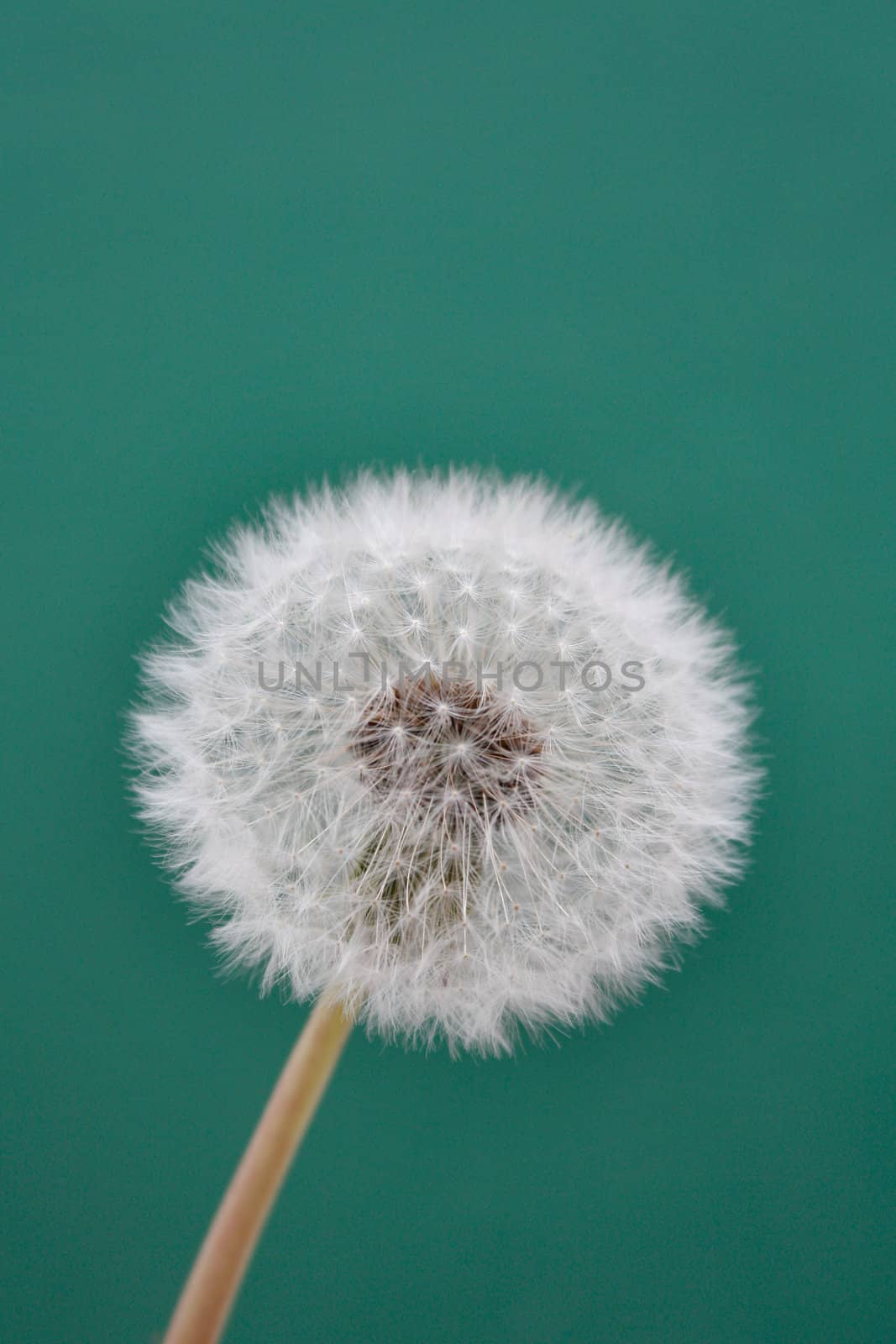 A whole dandelion