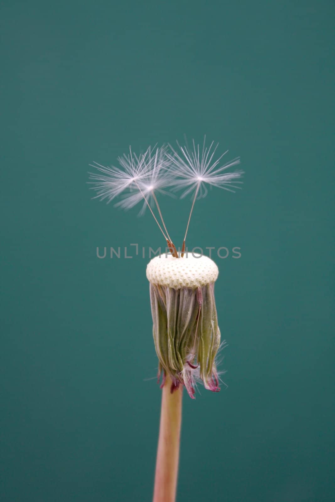 Dandelion by leeser