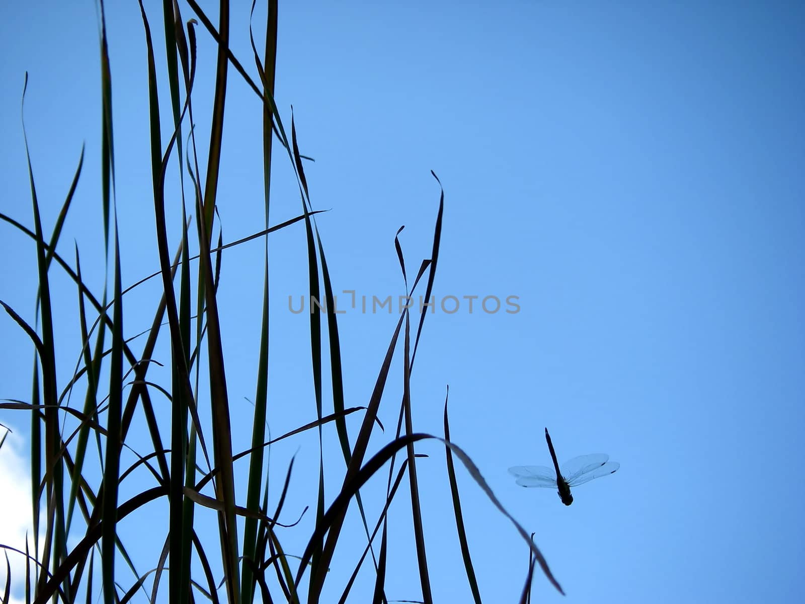 portrait of a dragonfly in blue sky