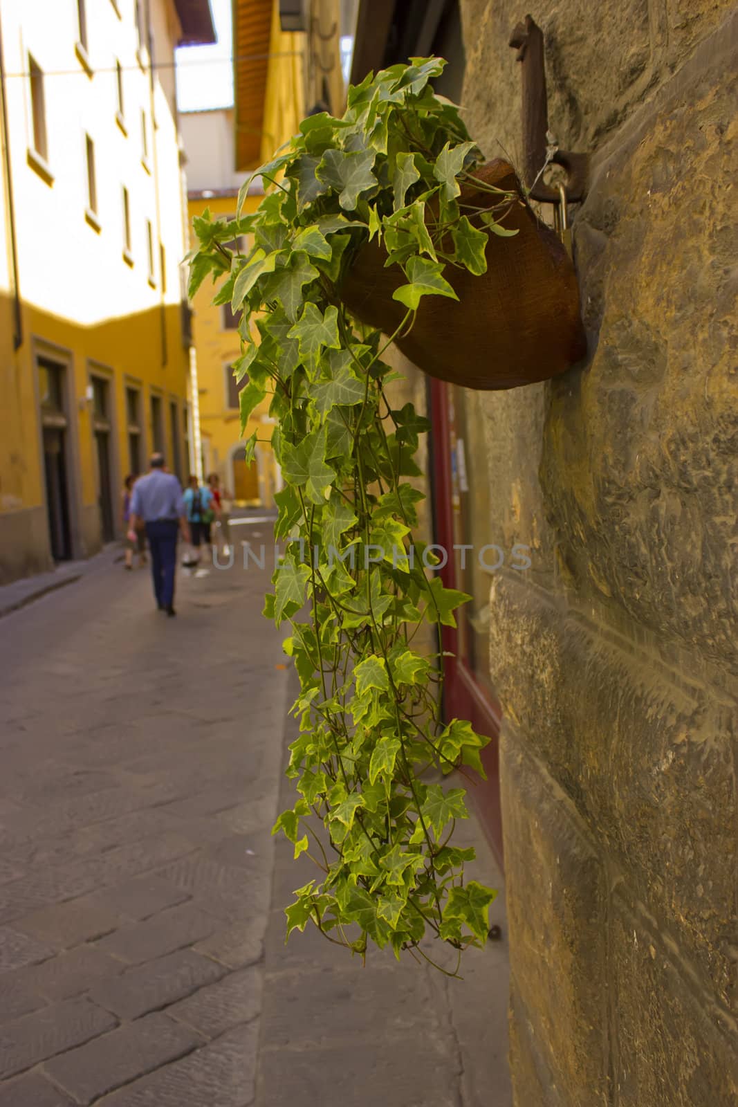 Cascading ivy out of pot against a wall in a street.