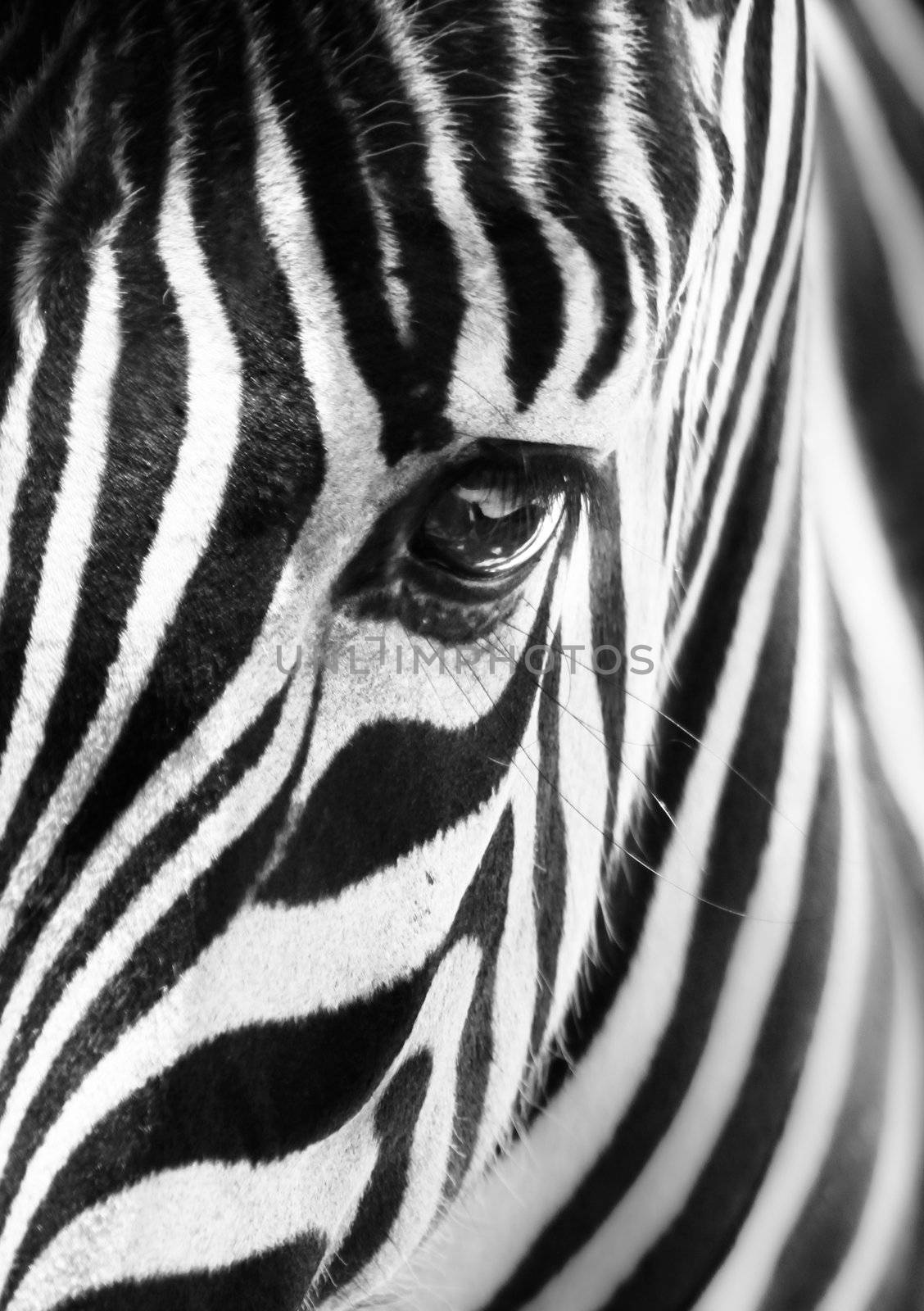 Artistic closeup portrait of a zebra - emphasized graphical pattern.