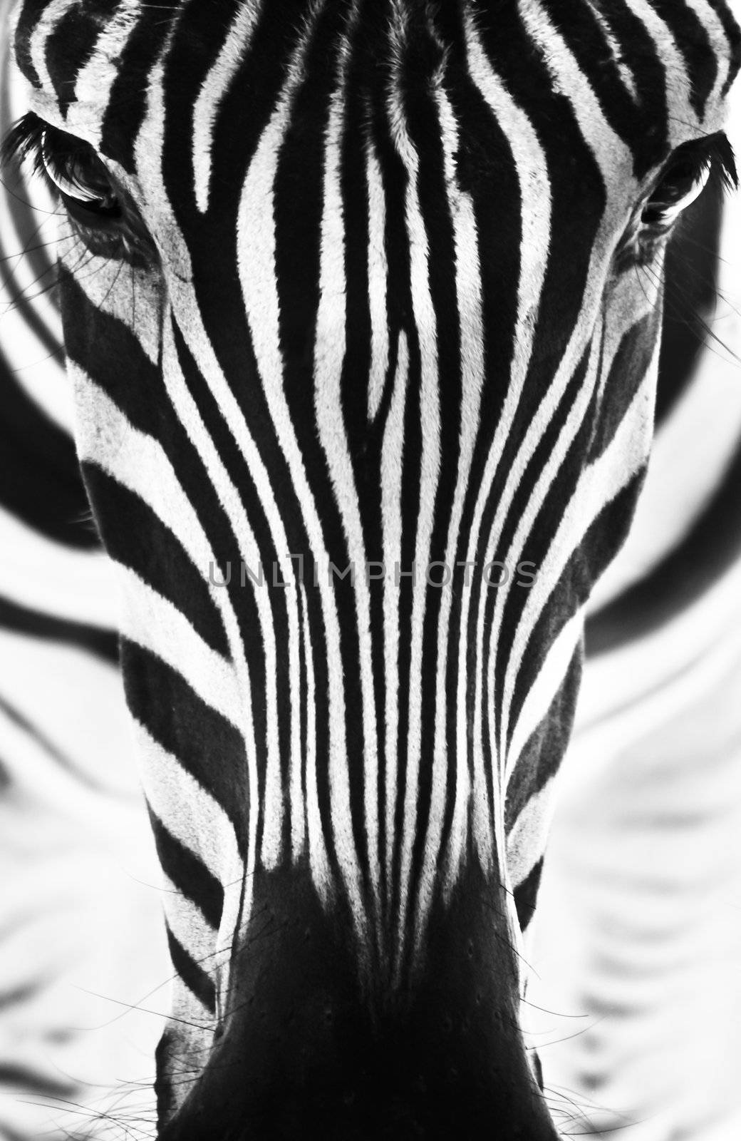 Artistic black and white closeup portrait of a zebra - emphasized graphical pattern.