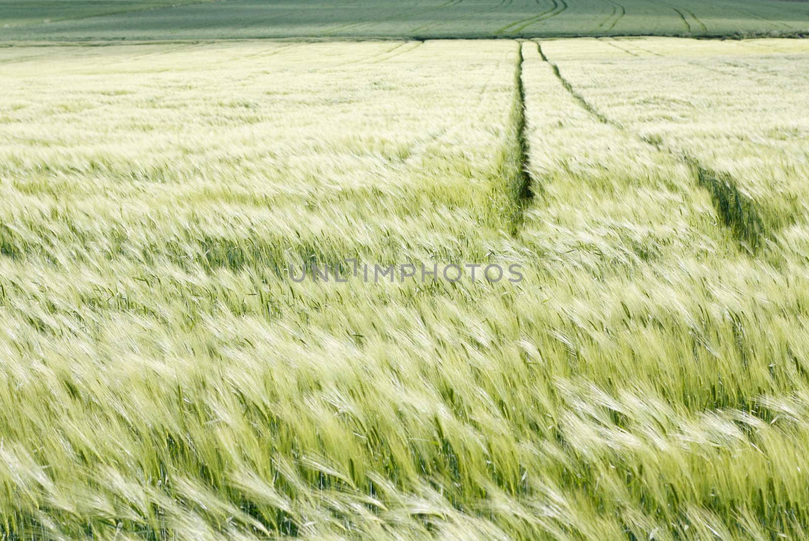 A green field with wheel tracks