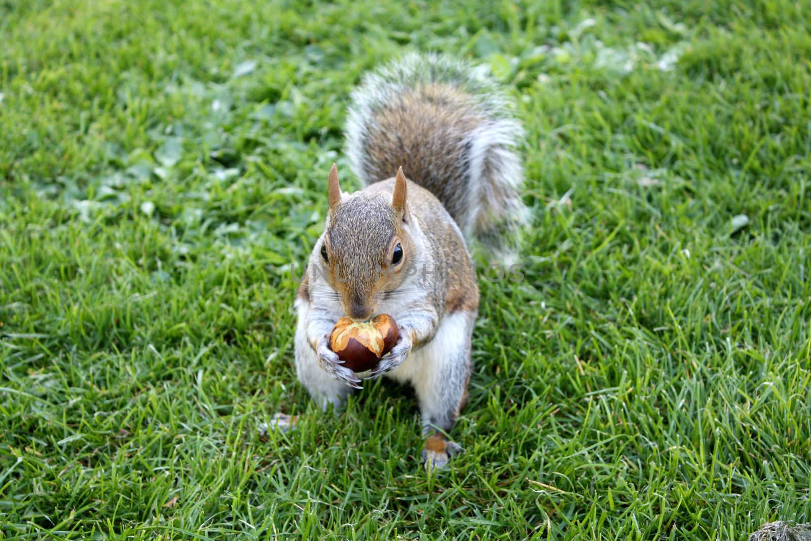 A squirrel eating a nut