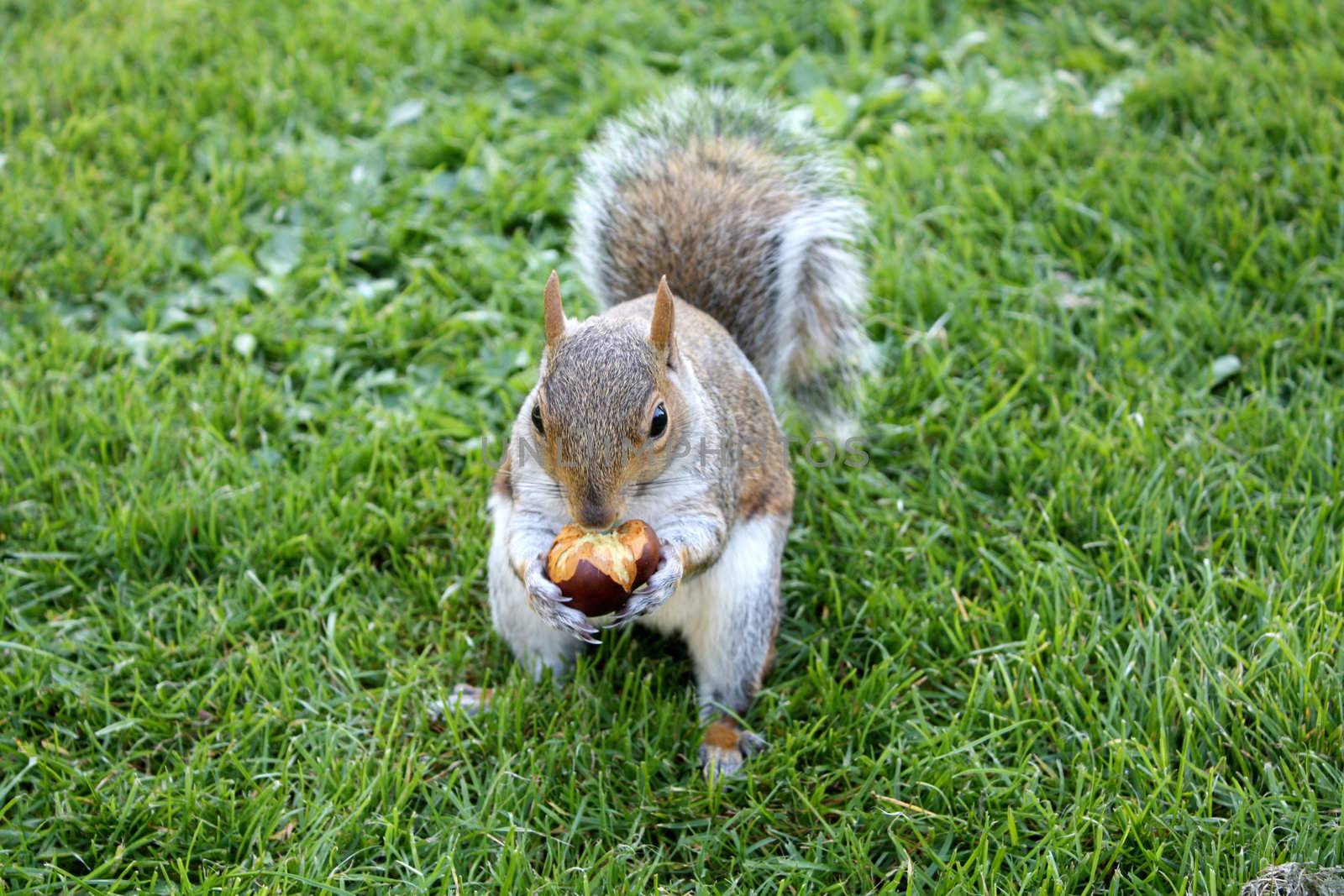 Squirrel by leeser