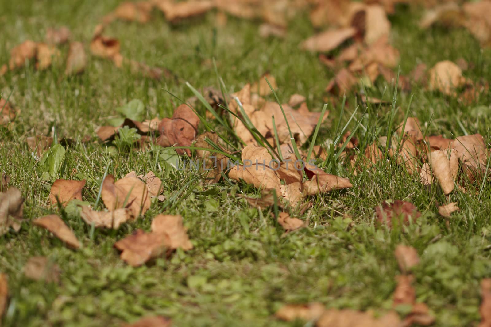 Autumn leaves on ground. Close up image