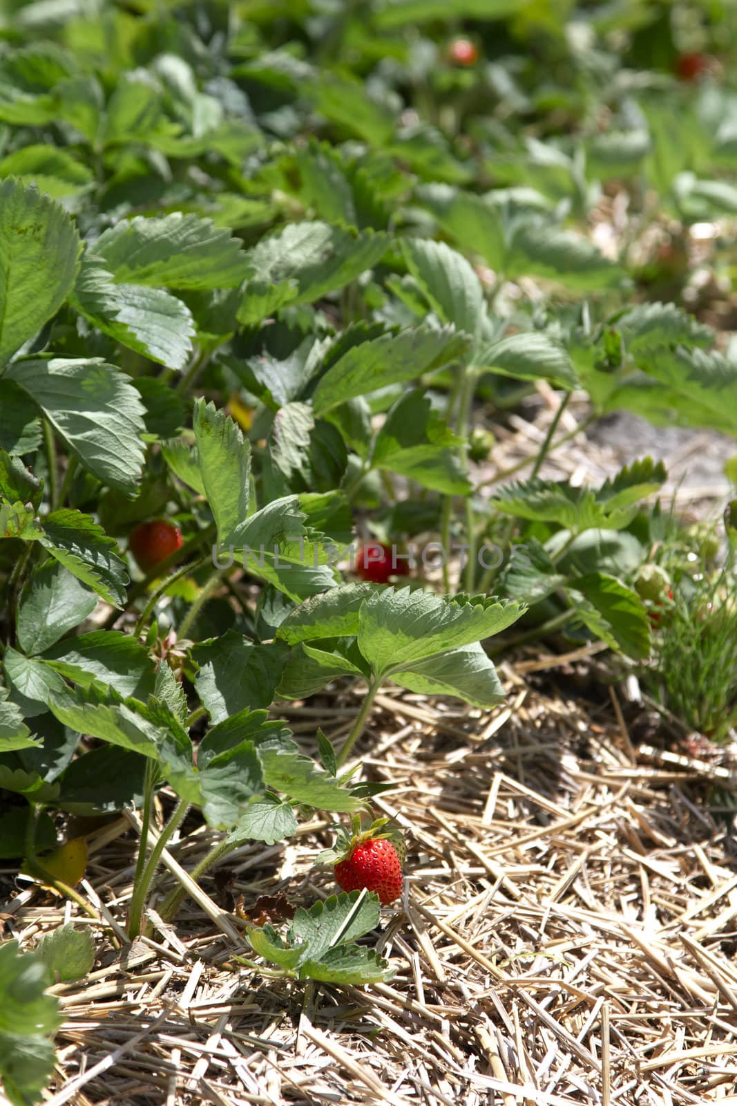 field of straberrie under the summer sun