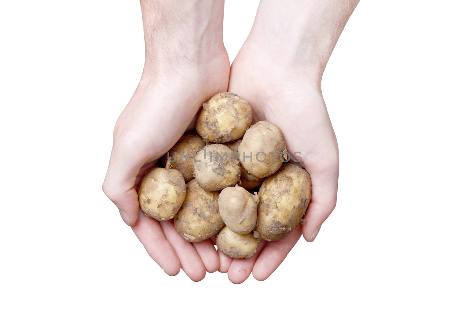 Hands holding potato by leeser