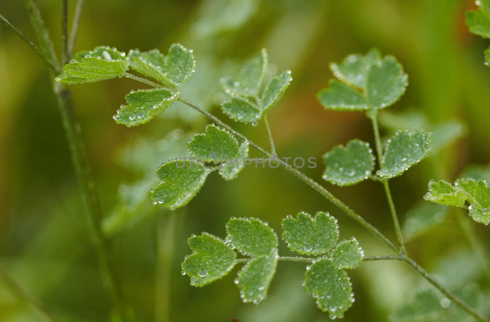 Water-drops on leaves by Nikonas