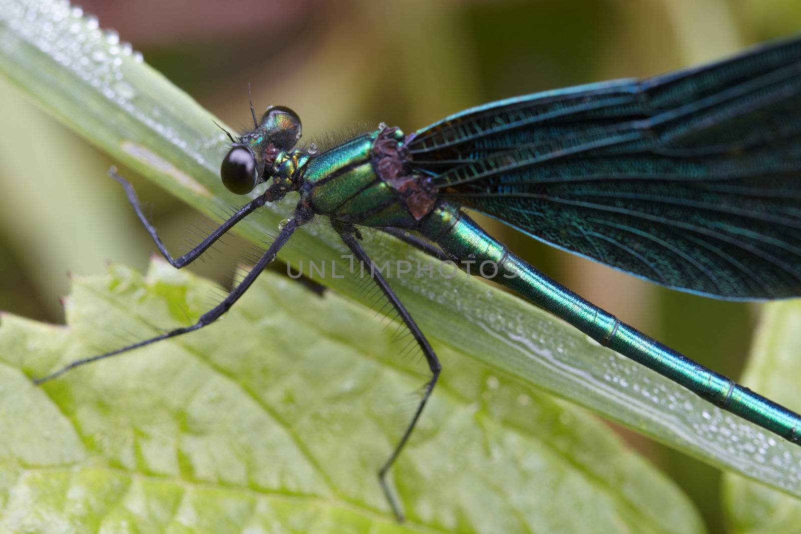 Dragonfly outdoor in summer morning. Macro image