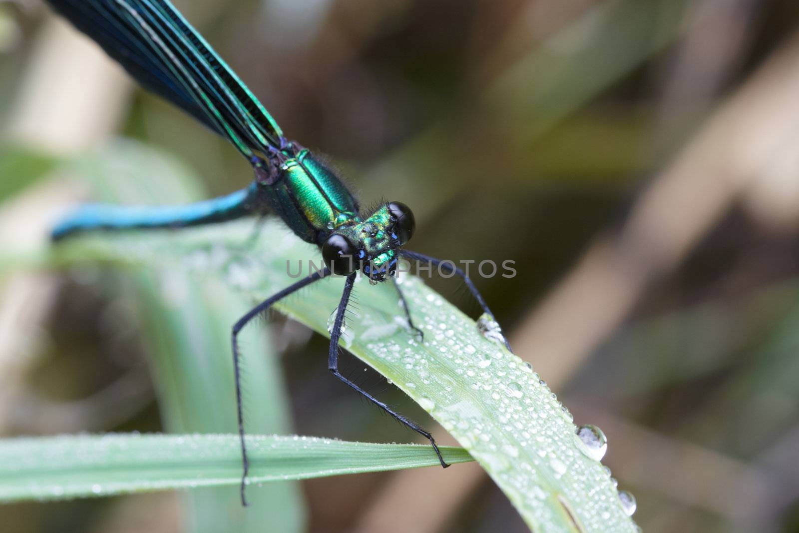 Dragonfly outdoor in summer morning. Macro image