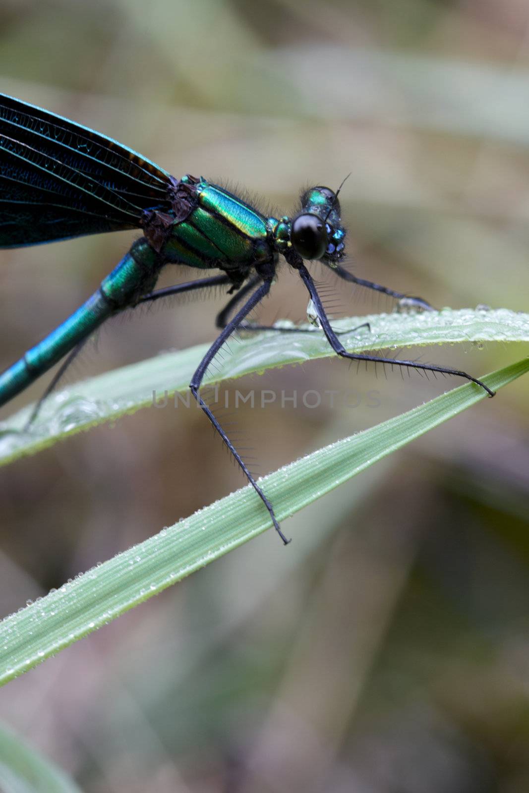 Dragonfly outdoor by Nikonas