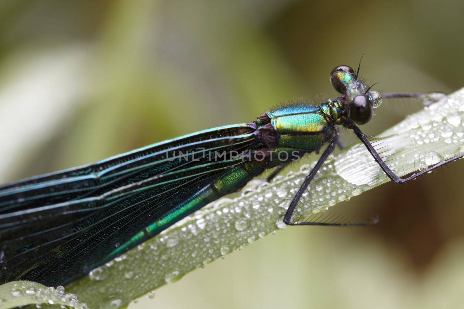 Dragonfly outdoor in summer morning. Macro image