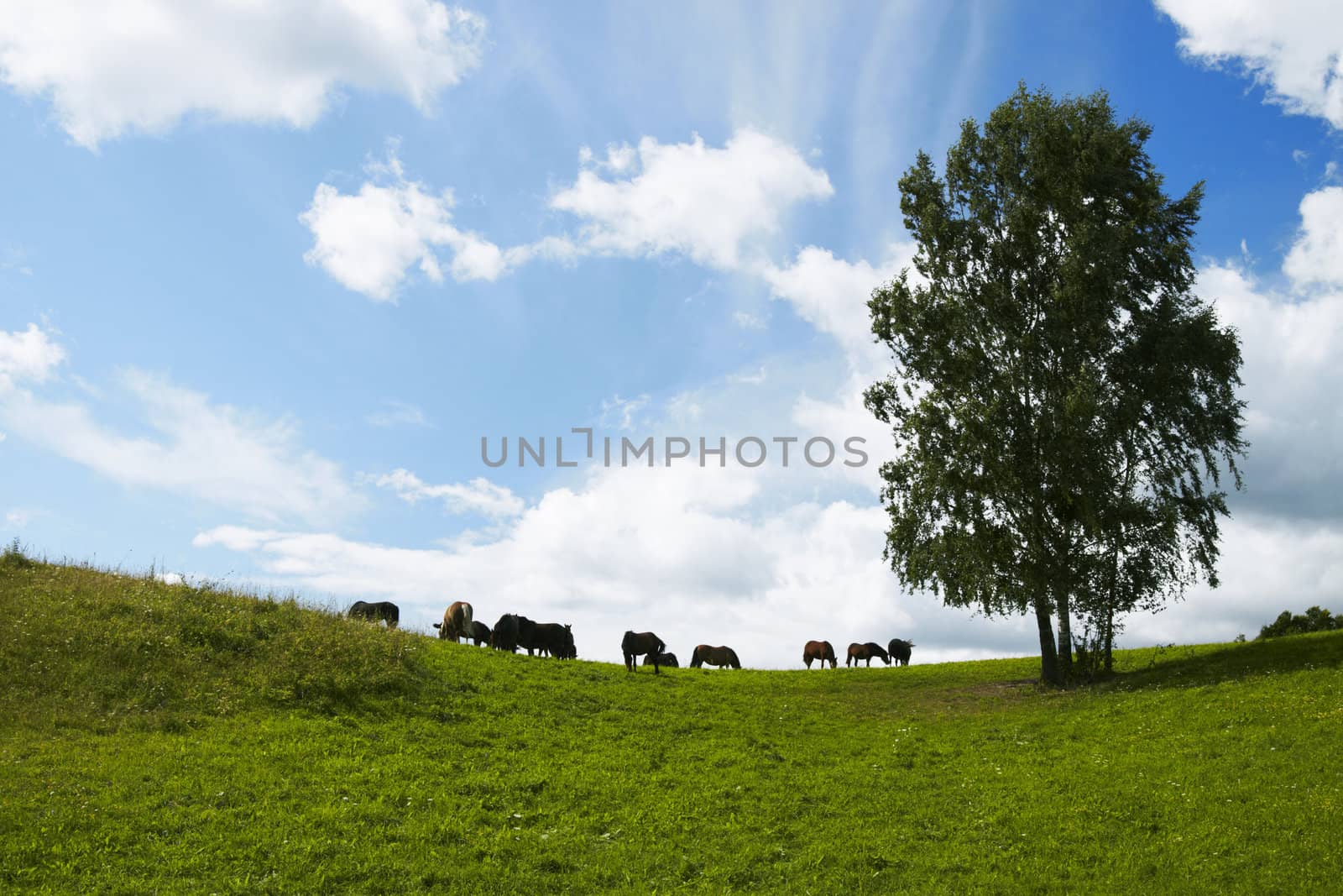 Horses graze in a field. Lithuania, august July