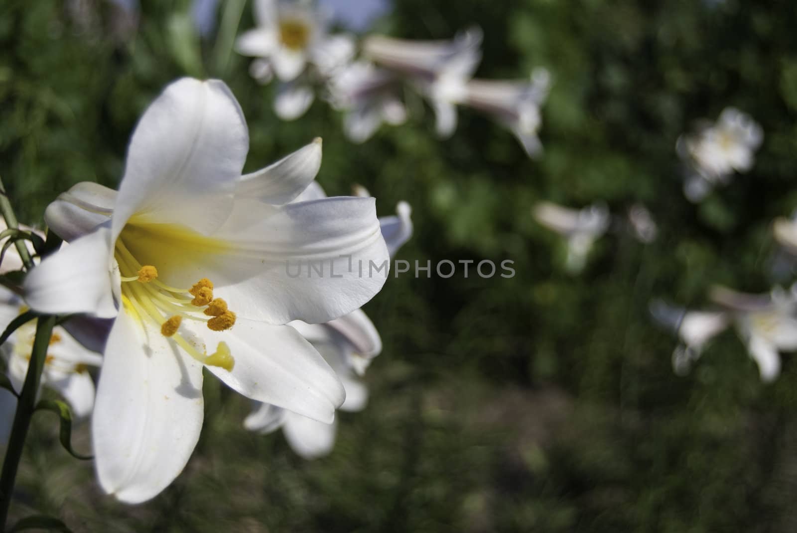lily flower by Artificiu