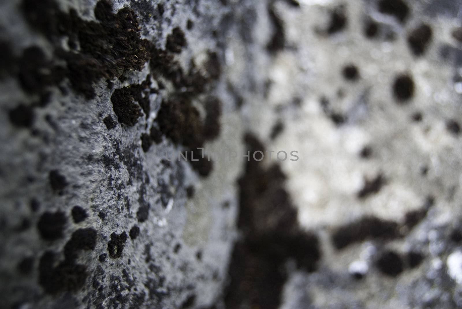 moss on a rock in romania