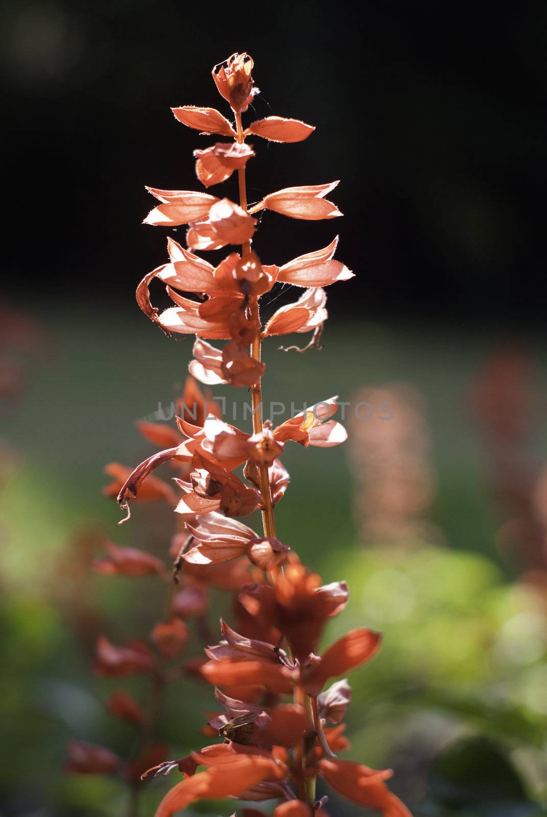 nice red flower in a parc