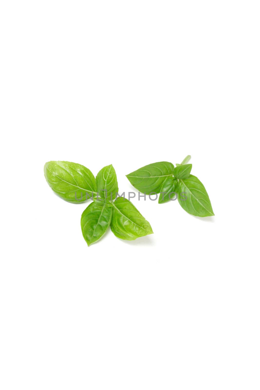 Green basil isolated on white