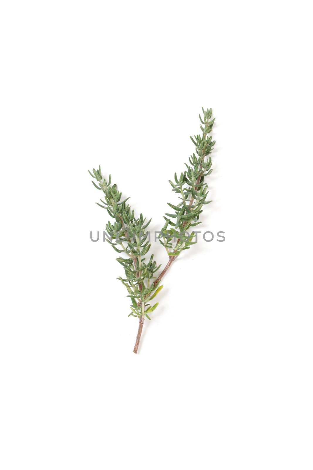 Thyme isolated on a white bg