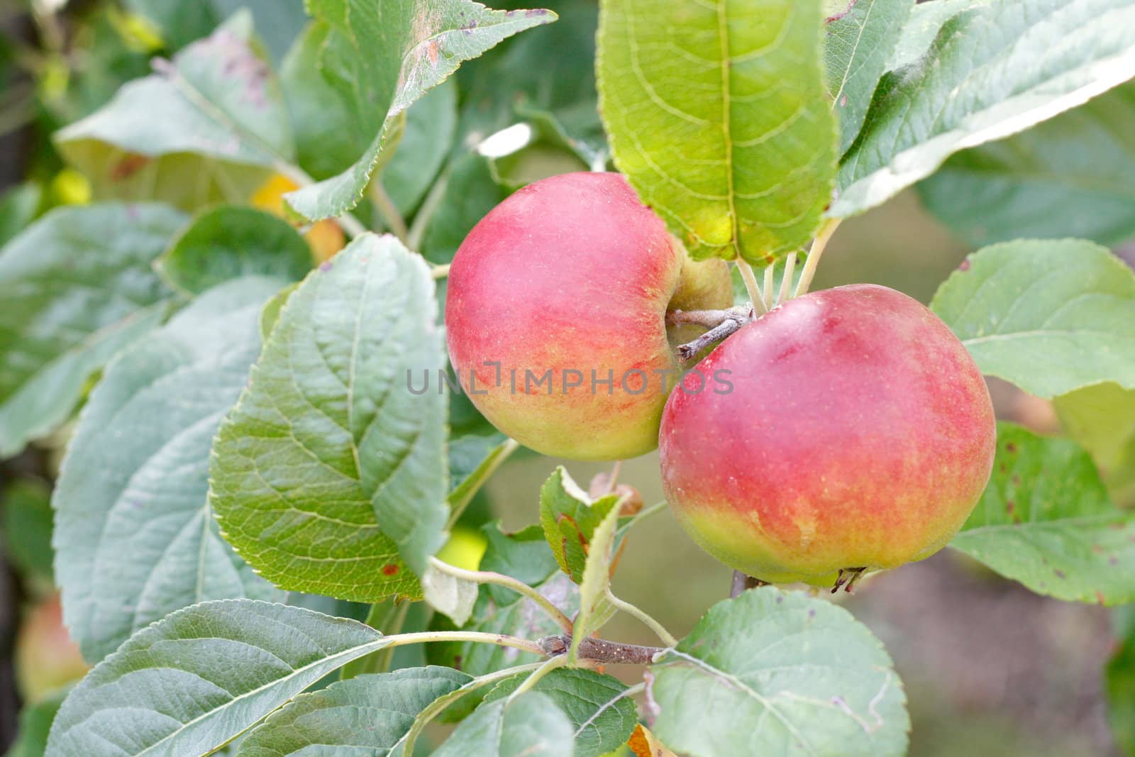 Apples on an apple tree