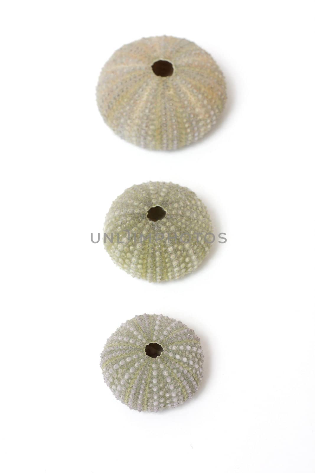 Fossilized sea urchins by leeser