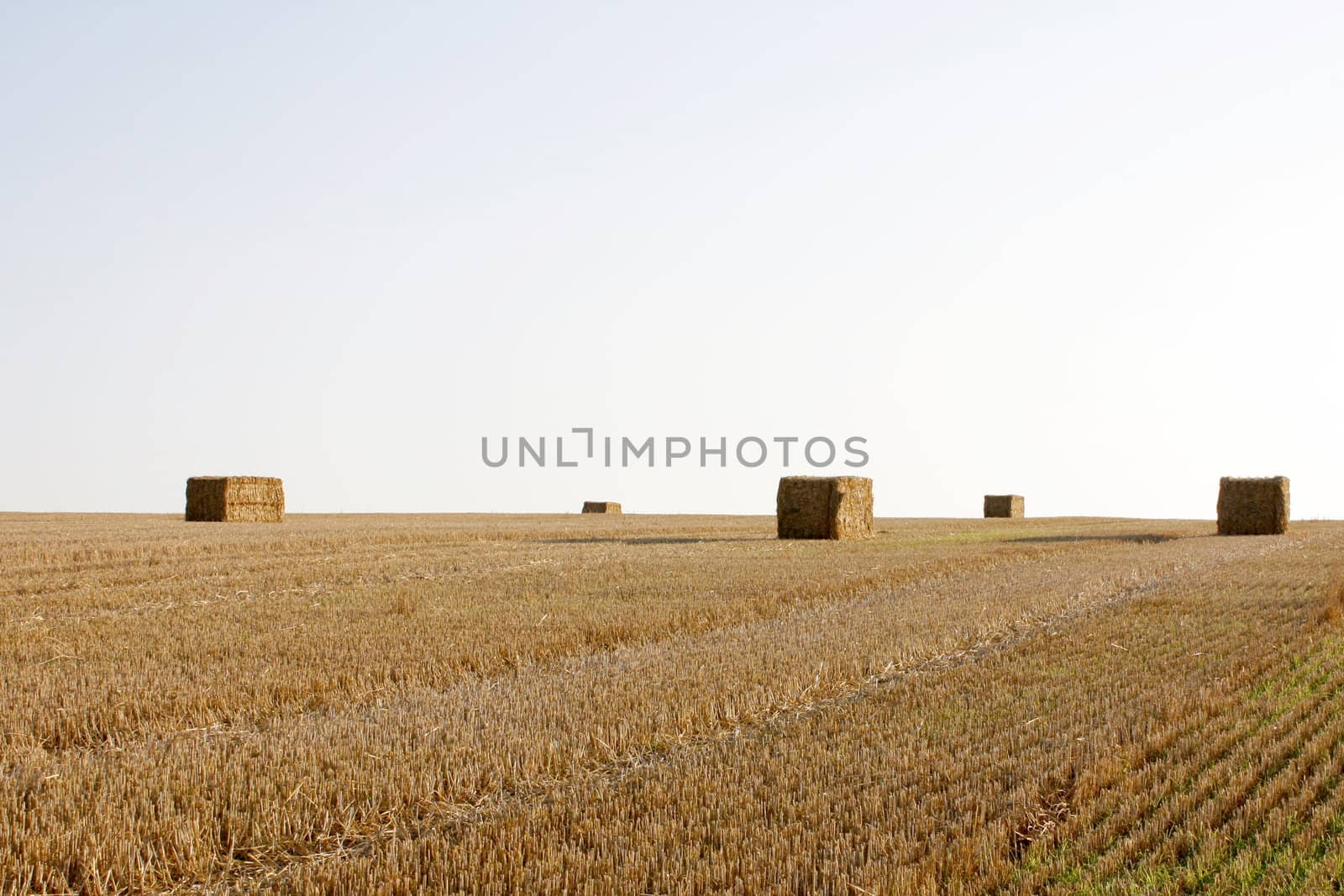 Bales of straw on a field