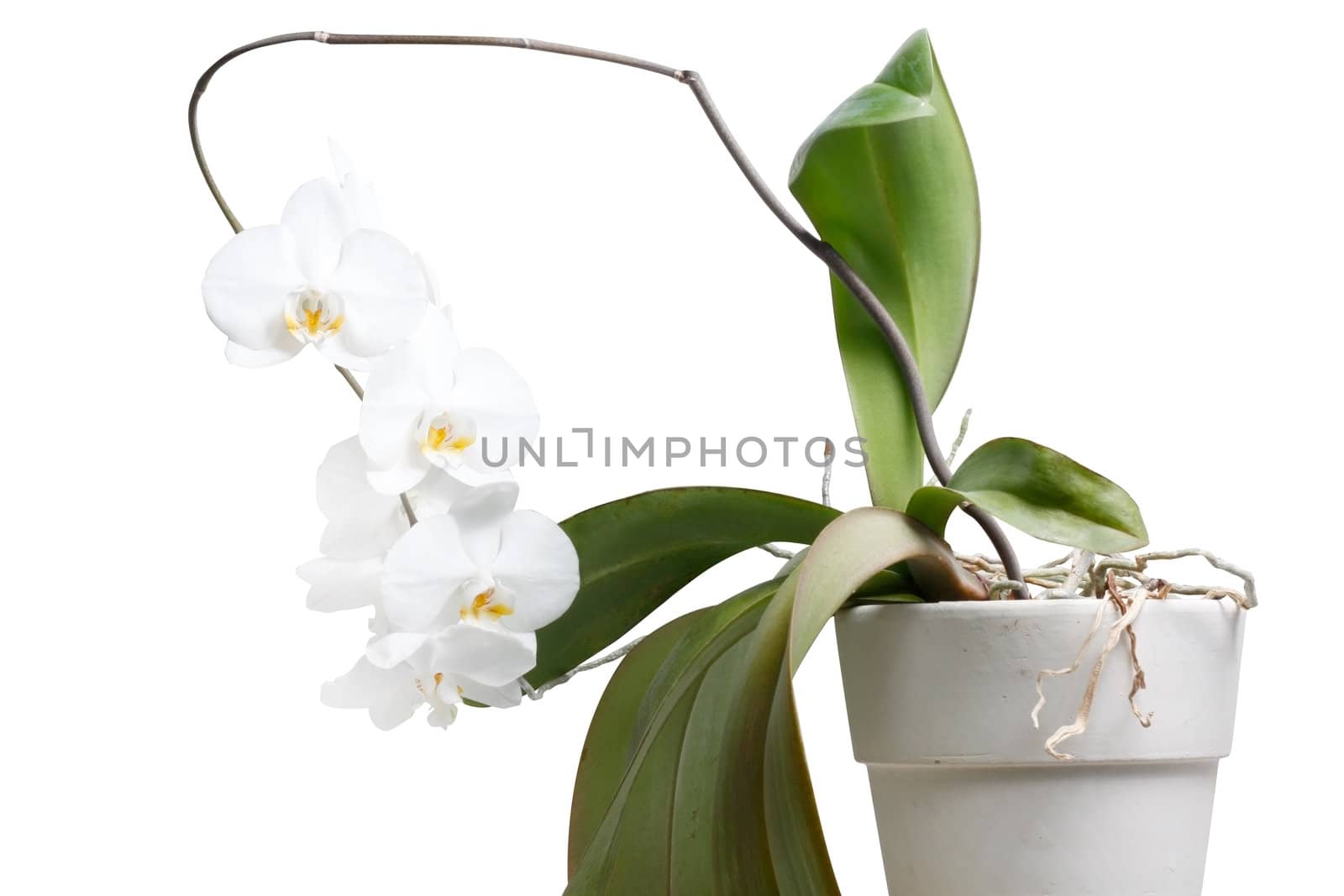 Whole orchid plant isolated on white