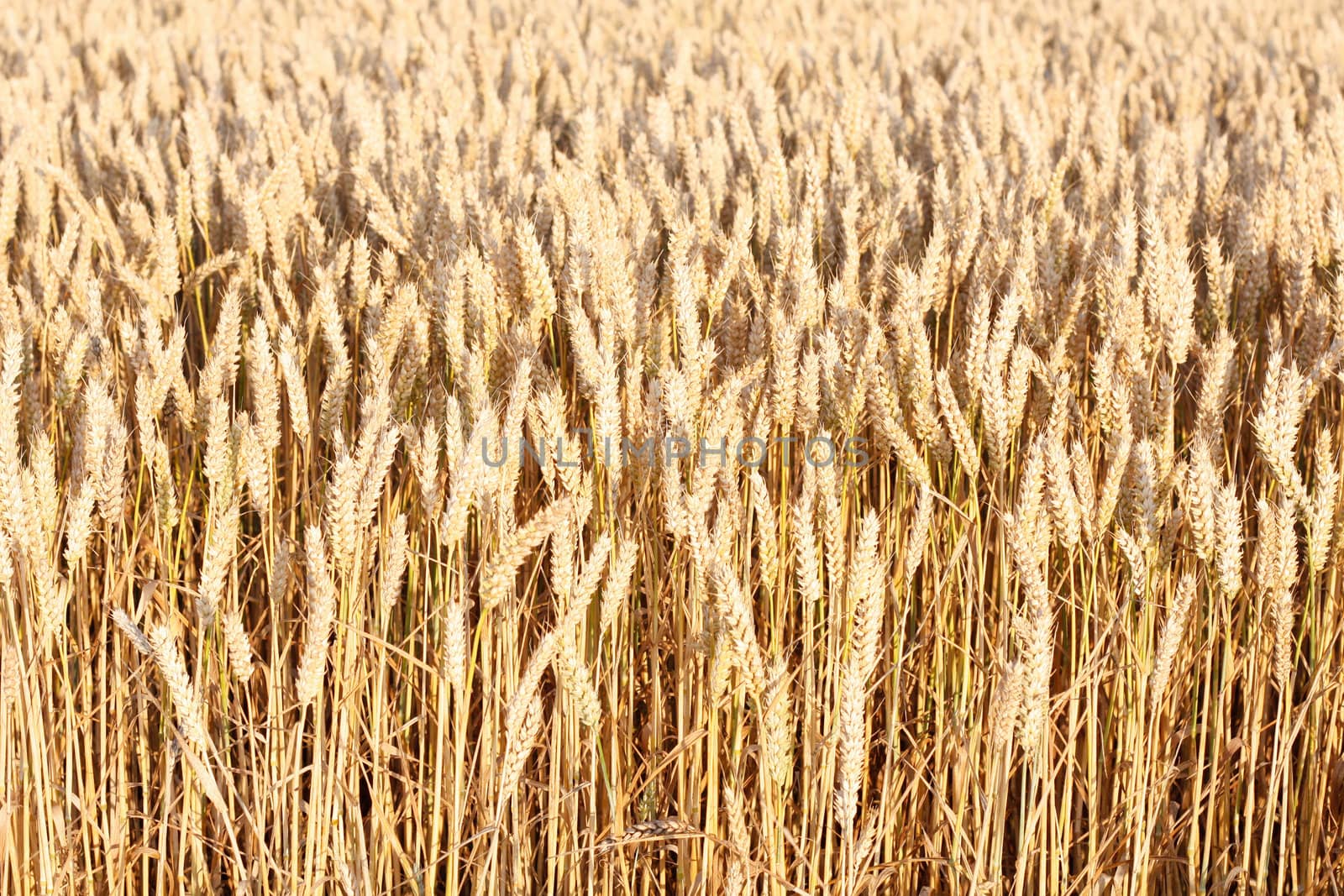 A beautiful corn field in a line