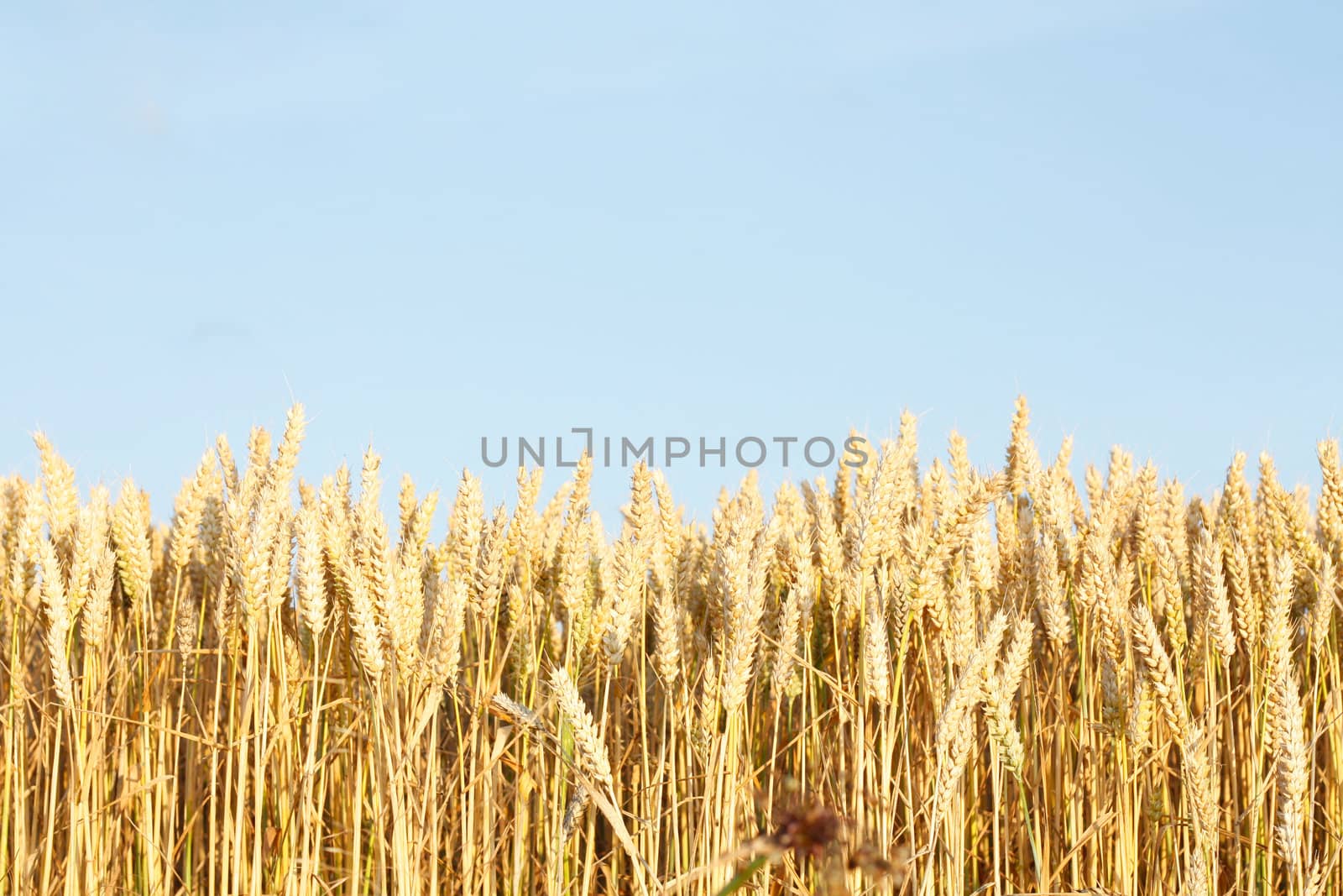 A beautiful corn field in a line